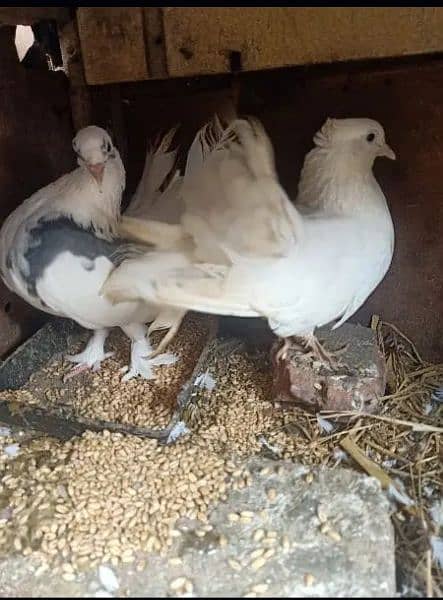 Lakka Fancy pigeons breeder Pair Whatsapp 0313-4098531 1