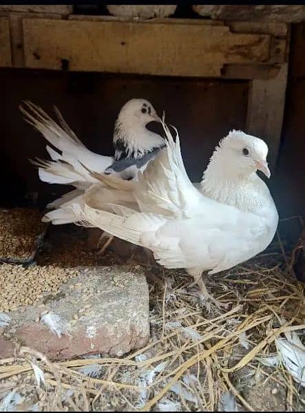 Lakka Fancy pigeons breeder Pair Whatsapp 0313-4098531 2