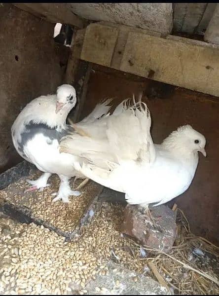 Lakka Fancy pigeons breeder Pair Whatsapp 0313-4098531 3