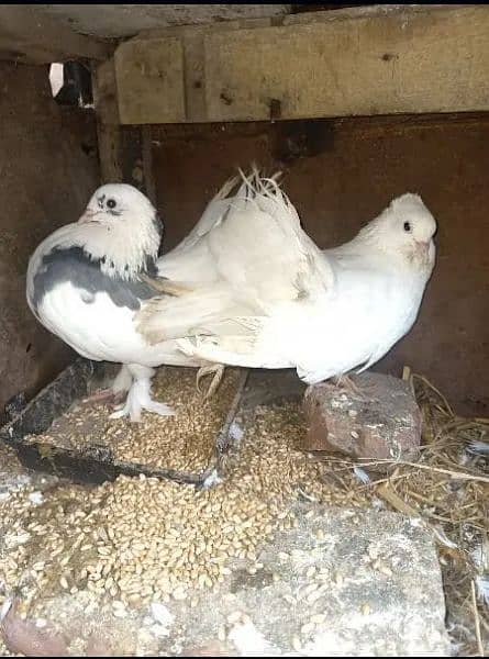 Lakka Fancy pigeons breeder Pair Whatsapp 0313-4098531 4