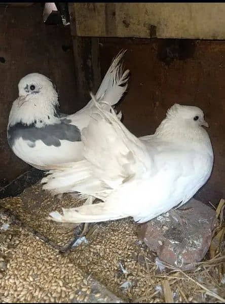 Lakka Fancy pigeons breeder Pair Whatsapp 0313-4098531 5