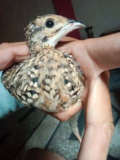 Male Tetar chick