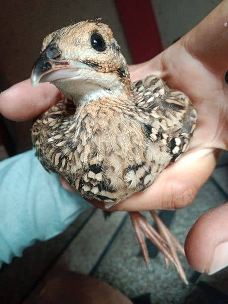 Male Tetar chick 2