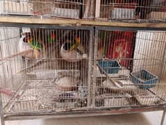 birds sale with cage 0