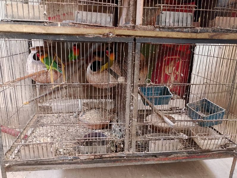 birds sale with cage 0