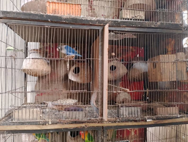 birds sale with cage 1