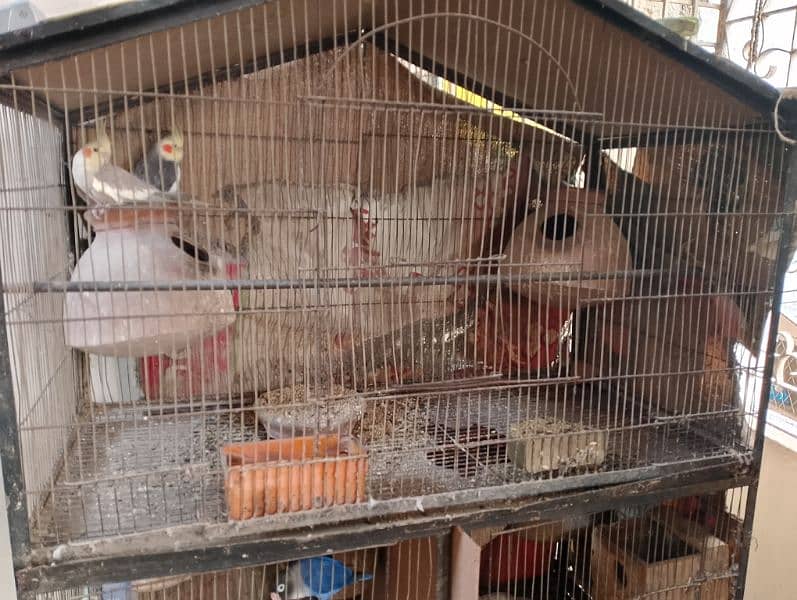 birds sale with cage 2