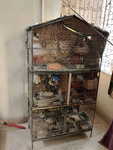 birds sale with cage 3