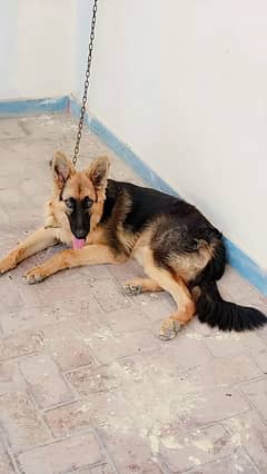 German Shepherd dog age 6 month back side band triple coated