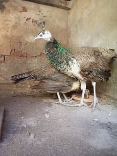 Black shoulder peacock chicks (2 piece)