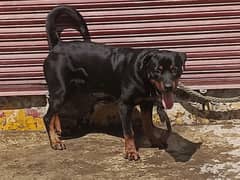 rottweiler 8 month 0