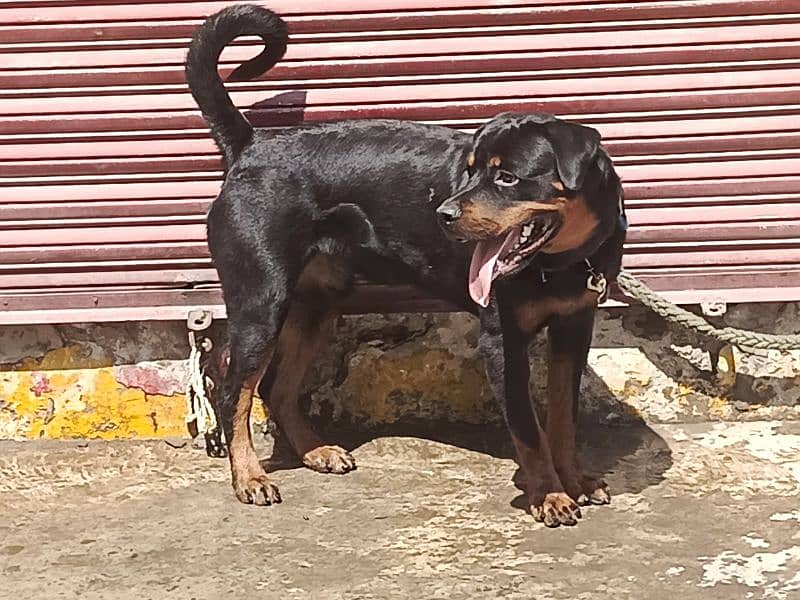 rottweiler 8 month 1