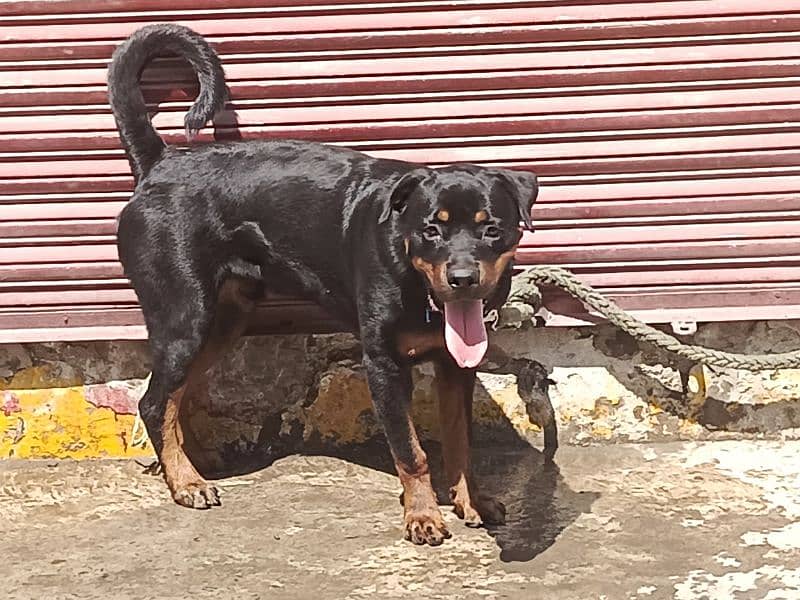 rottweiler 8 month 2