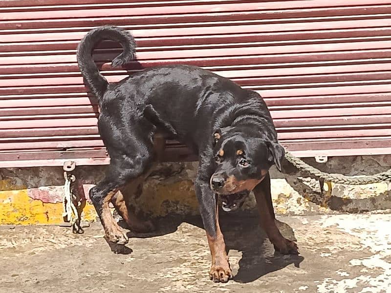 rottweiler 8 month 3