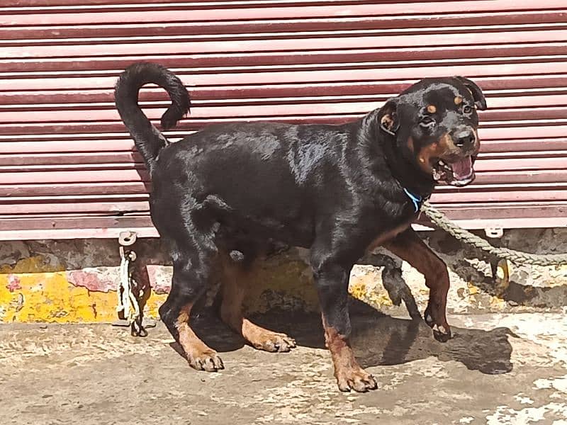 rottweiler 8 month 4