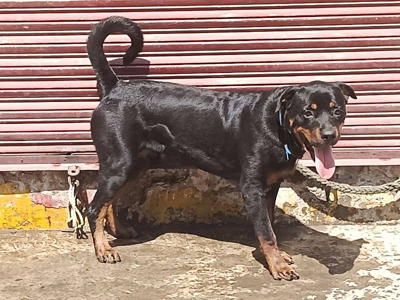 rottweiler 8 month 5