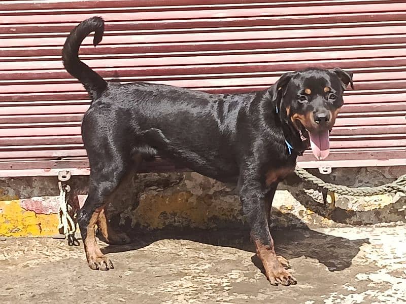 rottweiler 8 month 7