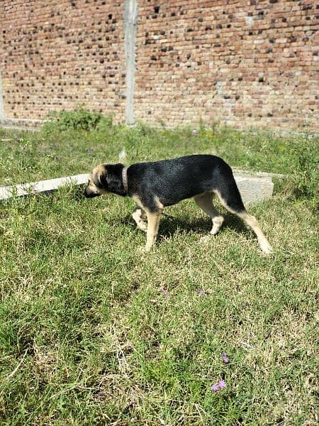 labra male pup and alestion female pup both are aggressive each 10k 3