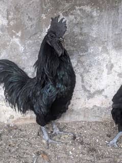 ayam cemani male