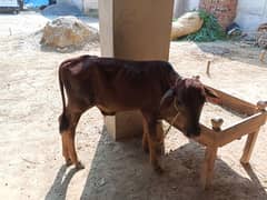 cross cow for sale