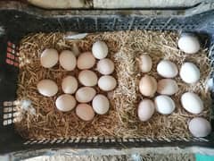 Farm Fresh Organic Eggs (Desi eggs) edible