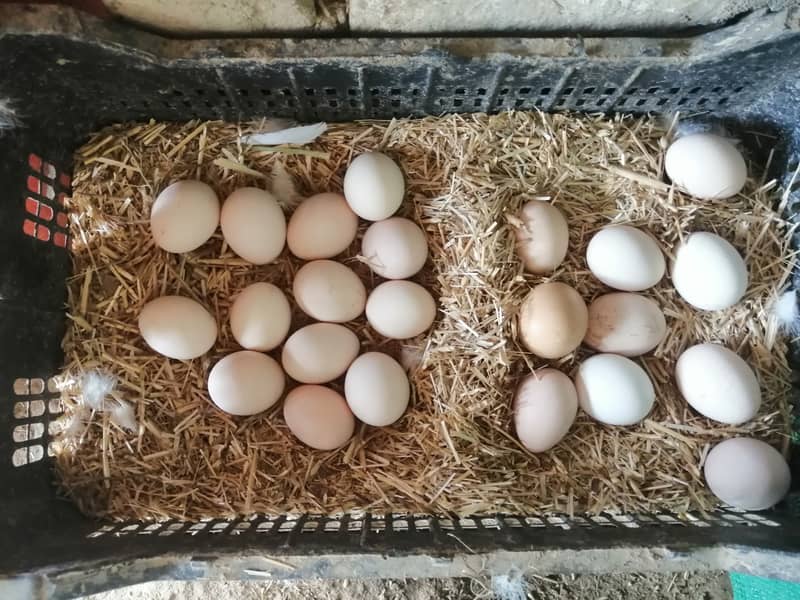 Farm Fresh Organic Eggs (Desi eggs) edible 0