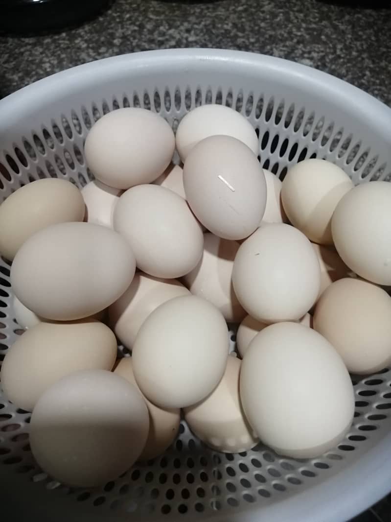 Farm Fresh Organic Eggs (Desi eggs) edible 1