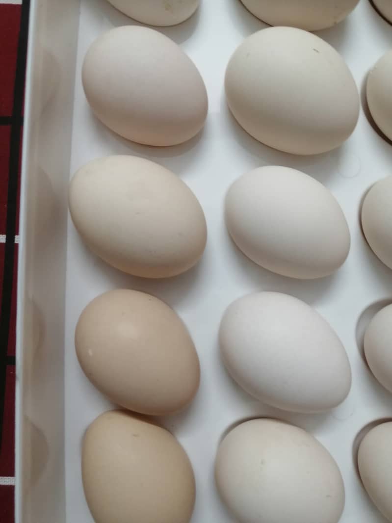 Farm Fresh Organic Eggs (Desi eggs) edible 2