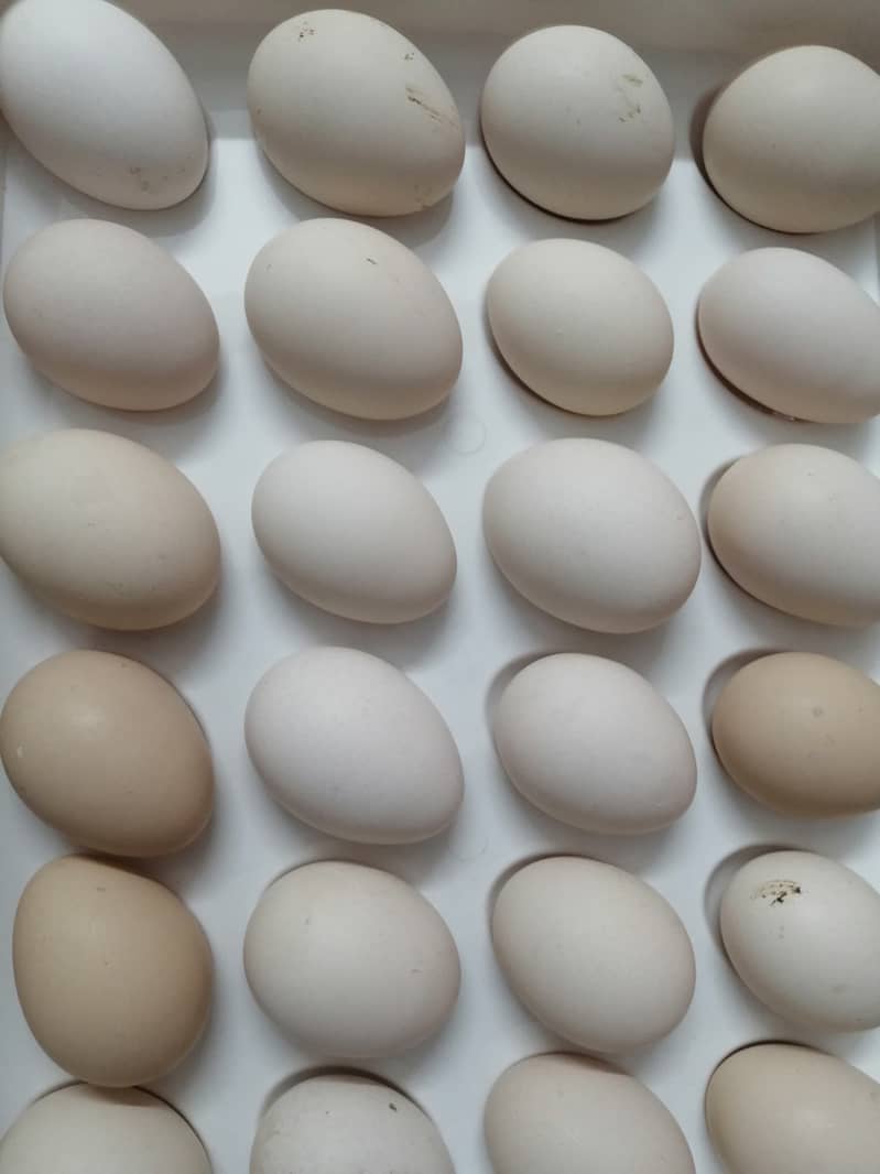 Farm Fresh Organic Eggs (Desi eggs) edible 3