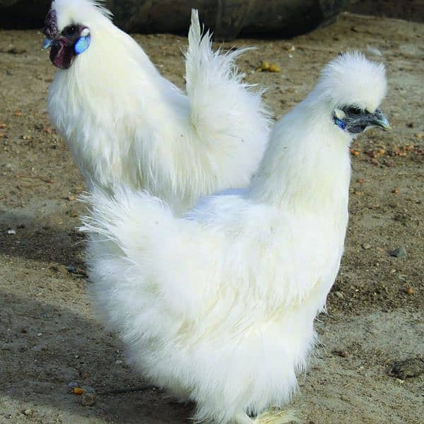 White Silkie Eggs Available 1