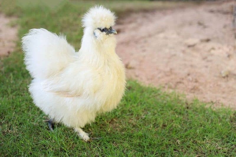 White Silkie Eggs Available 2