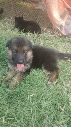 German shepherd puppies