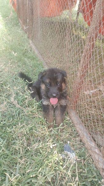 German shepherd puppies 1