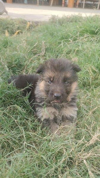 German shepherd puppies 2