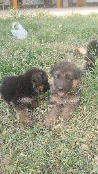 German shepherd puppies 3