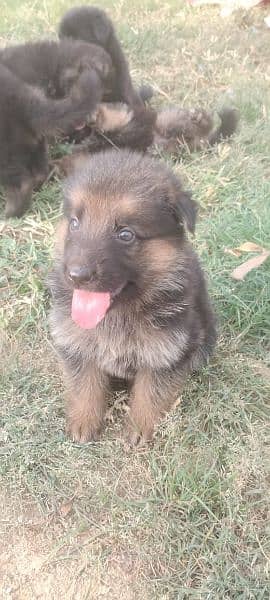 German shepherd puppies 4