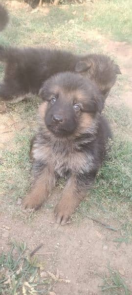 German shepherd puppies 5