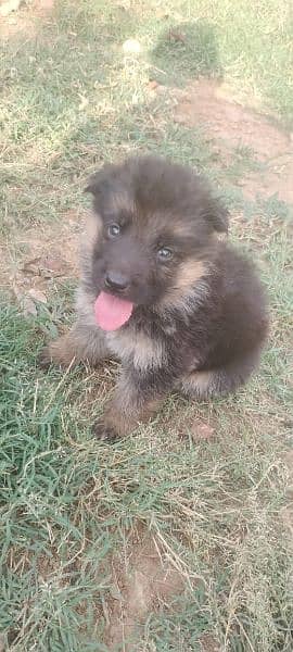 German shepherd puppies 6