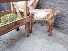 female kid goat  (Whatsapp 03244695410