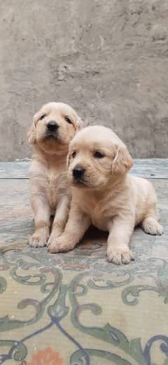 Golden Retriever quality puppies available