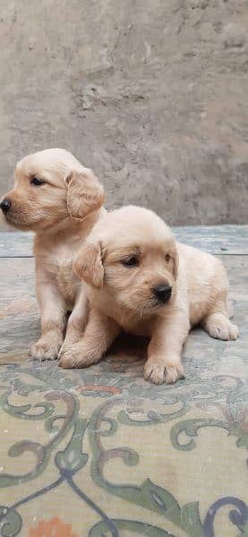 Golden Retriever quality puppies available 1