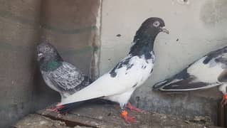 Goldan Rampuri Missay pigeons for sale.