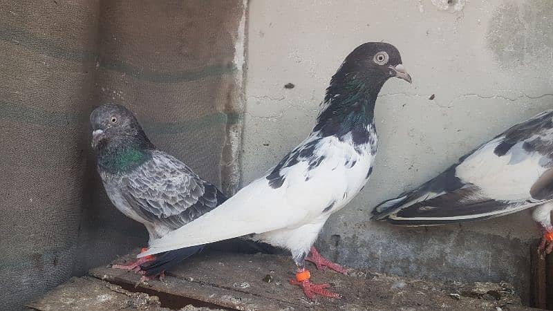 Goldan Rampuri Missay pigeons for sale. 0