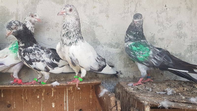 Goldan Rampuri Missay pigeons for sale. 1