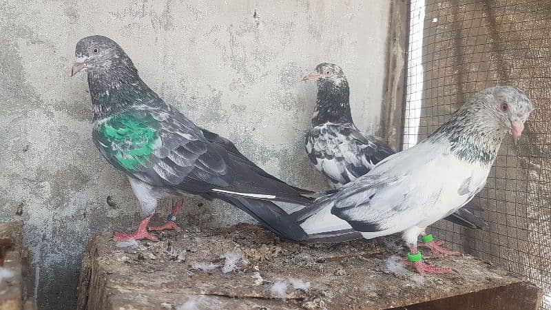 Goldan Rampuri Missay pigeons for sale. 2