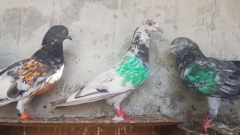 Goldan Rampuri Missay pigeons for sale. 3