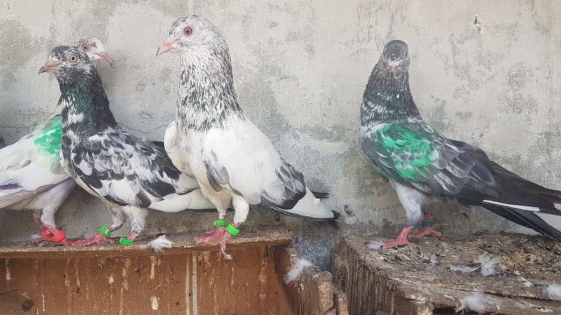 Goldan Rampuri Missay pigeons for sale. 4