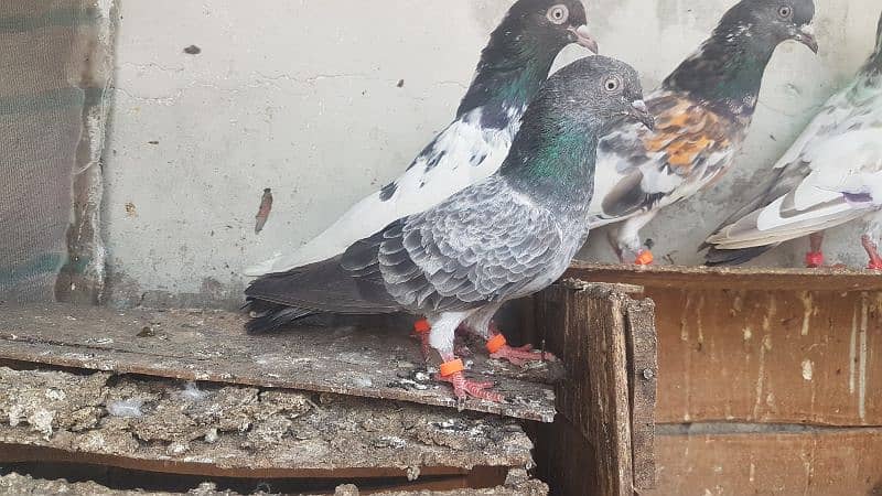 Goldan Rampuri Missay pigeons for sale. 5