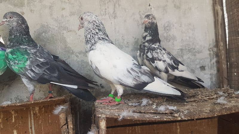 Goldan Rampuri Missay pigeons for sale. 6