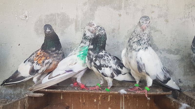 Goldan Rampuri Missay pigeons for sale. 7